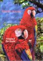 Scarlet Macaw (Ara macao)
